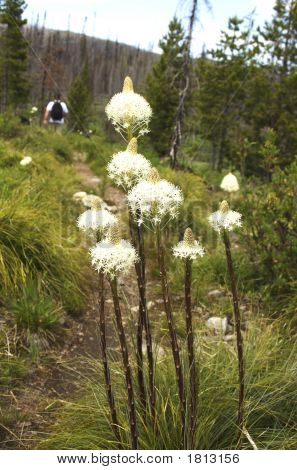 Caminhadas através de Beargrass
