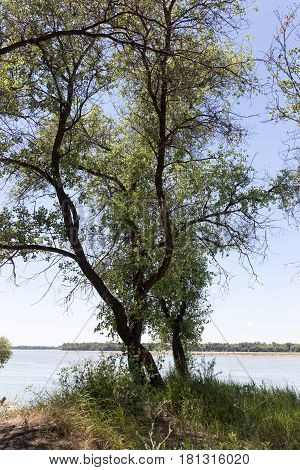 trees on the Syr Darya River. Kazakhstan .