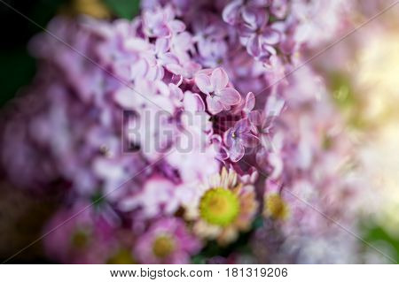 Extreme close-up of Syringa lilac flower touched by sun flare