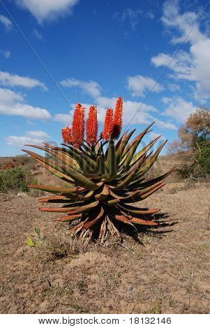 korte aloe med røde blomster