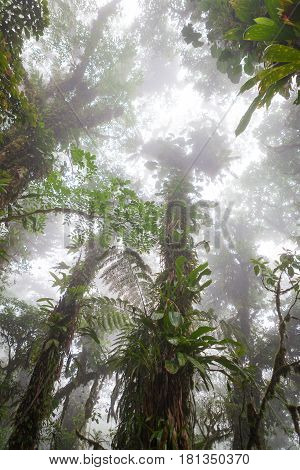 Looking up in foggy rainforest Costa Rica