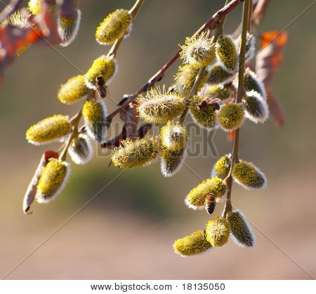 Willow a Bee