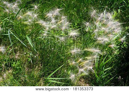 Hordeum jubatum (with the common names foxtail barley, bobtail barley, squirreltail barley, and intermediate barley) growing in Joliet, Illinois during June.