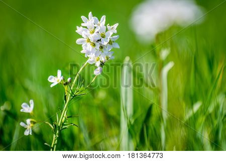 flower cuckooflower on meadow in sunny day