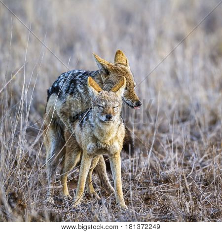 Black-backed jackal in Kruger national park, South Africa ; Specie Canis mesomelas family of Canidae
