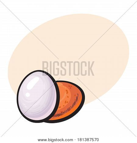Whole hard boiled, peeled and unpeeled chicken egg, sketch style vector illustration with space for textHand drawn, sketched single peeled boiled and unpeeled raw chicken egg