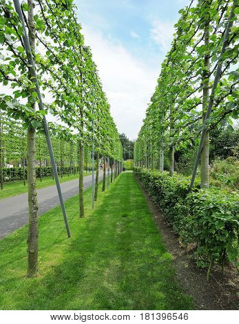 Сrown of fruit trees on trellis demonstrated at the exhibition
