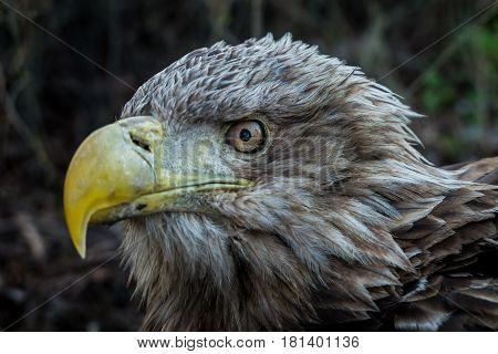 Eagle Close Up Portrait with natural light