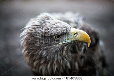 Eagle Close Up Portrait with natural light