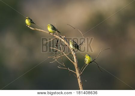 Yellow-fronted canary in Kruger national park, South Africa ; Specie Crithagra mozambica family of Fringillidae