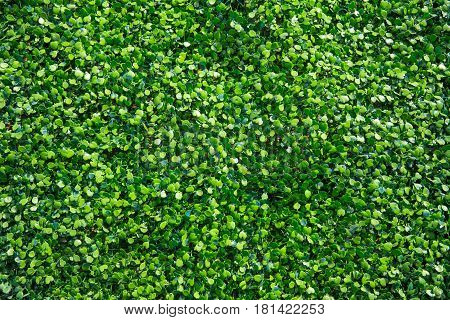 Plastic Fake Green Ivy Plant Nature Background.