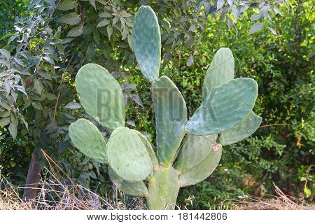 The bushy cactus in the background of green grass and shrubs