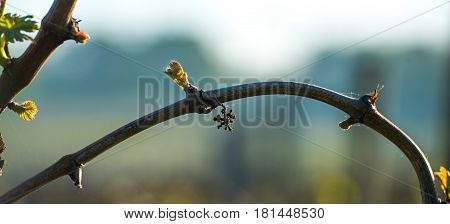 First spring leaves on a trellised vine growing in vineyard, Bordeaux, France