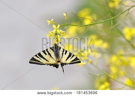 Iphiclides podalirius, Scarce swallowtail Butterfly feeding on yellow flower with a beautiful green background