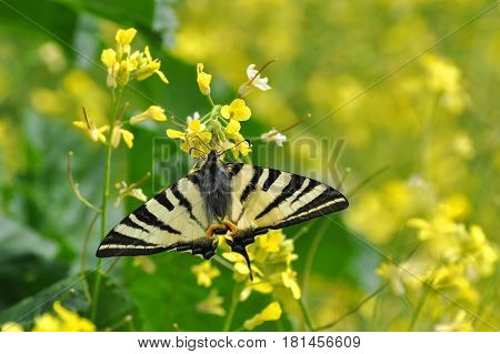 Iphiclides podalirius, Scarce swallowtail Butterfly feeding on yellow flower with a beautiful green background
