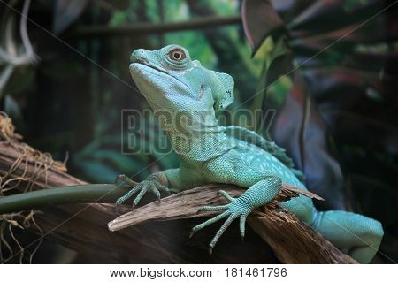 Basiliscus plumifrons in jungle. Wild animal in jungle