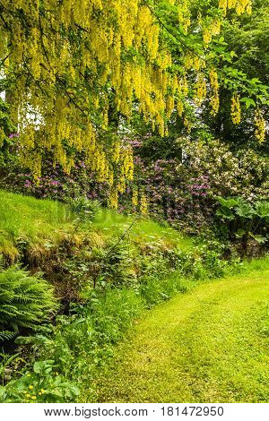 Common laburnum Laburnum anagyroides in full flower