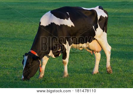 Black and white Holstein Friesian cow grazing