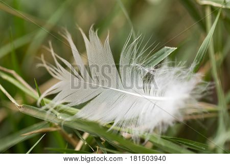 white feather in the grass . A photo