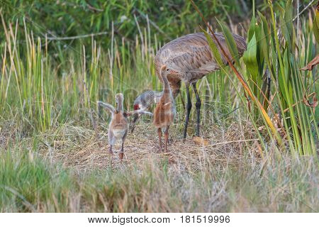 Sandhill crane adult with two babies also known as colts