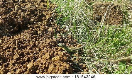Green Lizard on the ground in focus