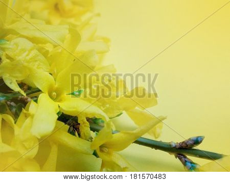 Light yellow background with laburnum flower decoration