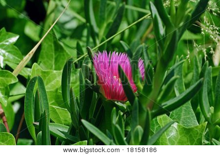 Blomster