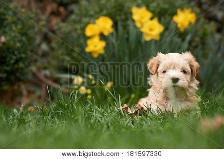 Havanese puppy sitting in grass looking into the camera - with another puppy in the background