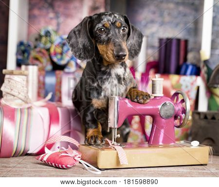 Dachshund dog in a tie and sewing machine, tailor for dogsFashion designer