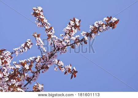 Beautifully blossoming reddish plum blossom. Background. Texture.
Branches of flowering plum with pink flowers.