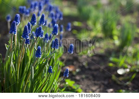 Muscari Hyacinthus blue flowers with green leaves closeup growing in the garden. The natural background.sunset