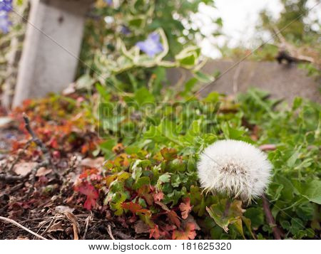 Dandelion. Dandelion Fluff. Dandelion Tranquil Abstract Closeup Art Background. Dandelion Air, White