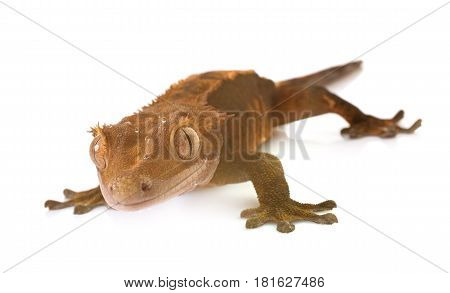 Crested gecko in front of white background