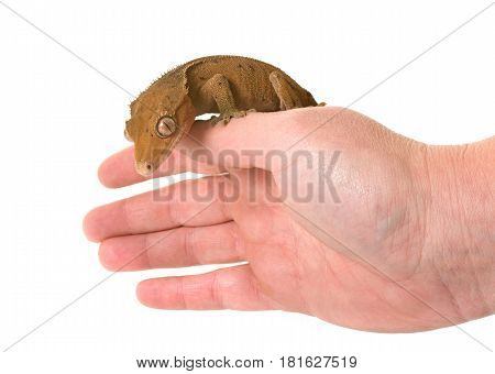 Crested gecko in front of white background