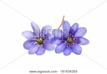 blue Hepatica Nobilis - first Spring flower