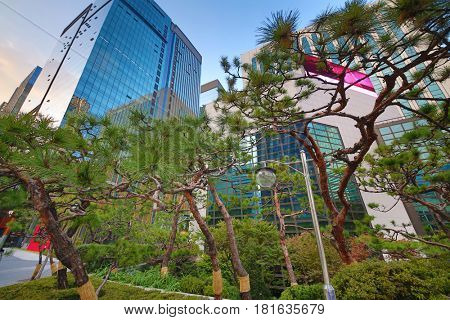 Dwarf pines and glass high-rise buildings in Seoul, South Korea, in autumn