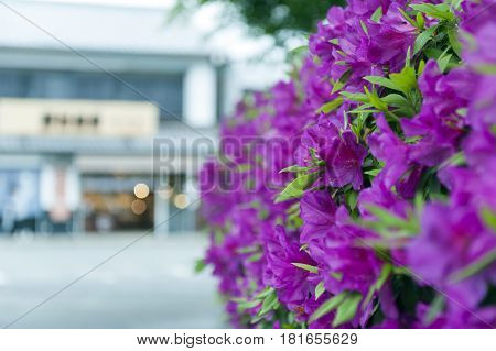 Pink Flowers Of George Taber Azalea During Blossom