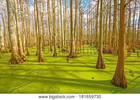 Sun Breaking Through on a Cypress Swamp in the Cache River Natural Area at Heron Pond in Illinois