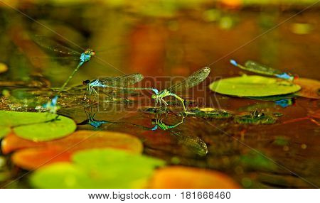 the mating season of dragonflies in forest lake