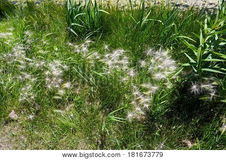 Hordeum jubatum (with the common names foxtail barley, bobtail barley, squirreltail barley, and intermediate barley) growing near the shore of a small lake in Joliet, Illinois during June.