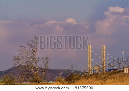 Large leafless tree with bird nest in top branches next to two columns of a bridge with puffy clouds in a blue sky in the background.