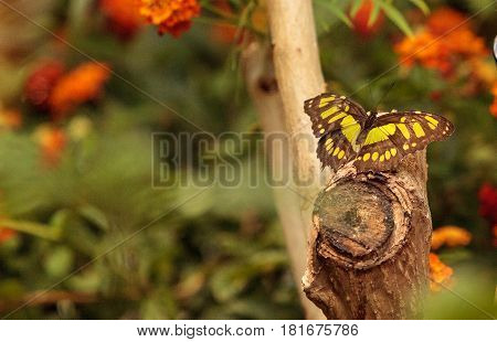 Malachite butterfly Siproeta stelenes in a botanical garden in spring