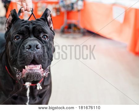 The Cane Corso at dog show Moscow.