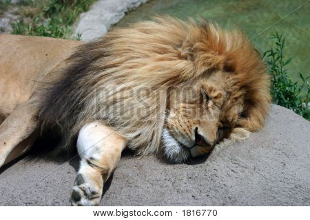 Leone