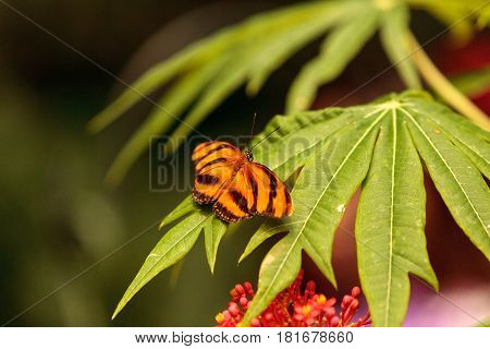 Tiger Longwing Butterfly, Heliconius Hecale