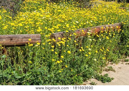 Yellow and white daisies in springtime with wooden fence posts.