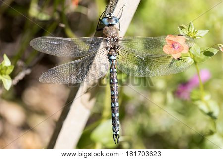 California Darner - Rhionaeshna californica, Male. Alameda County, California, USA.