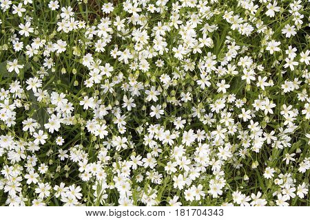Stitchwort Stellaria plant growing wild in a hedgerow in Brittany France from an overhead perspective