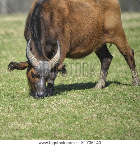 Large Forest Buffalo Syncerus Caffer Nanus Grazing On Grass In Sunlight