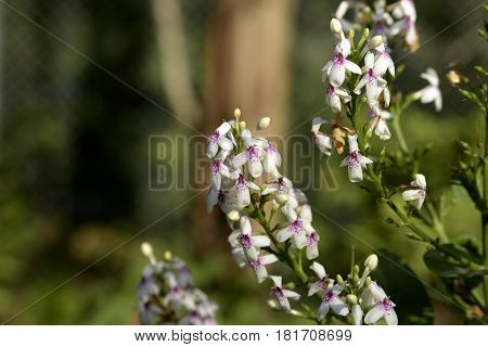 Flowers on the trees in spring at the Al Barari, Dubai, United Arab Emirates